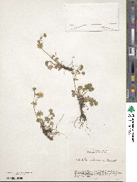 Potentilla matsumurae image