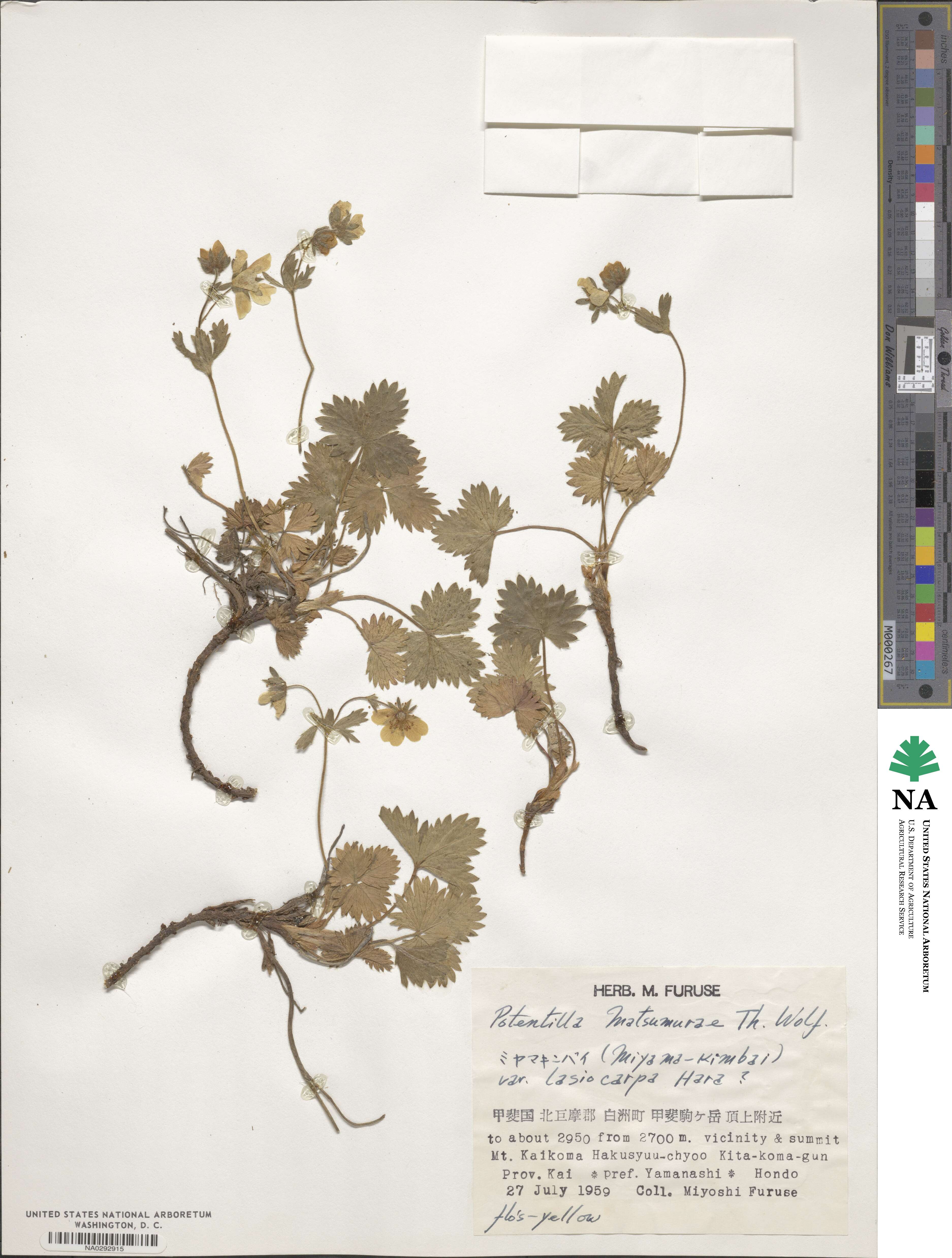 Potentilla matsumurae image