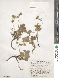 Potentilla matsumurae image