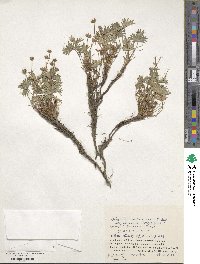 Potentilla matsumurae image