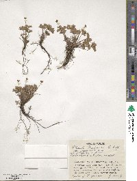 Potentilla matsumurae image