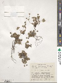 Potentilla matsumurae var. yuparensis image