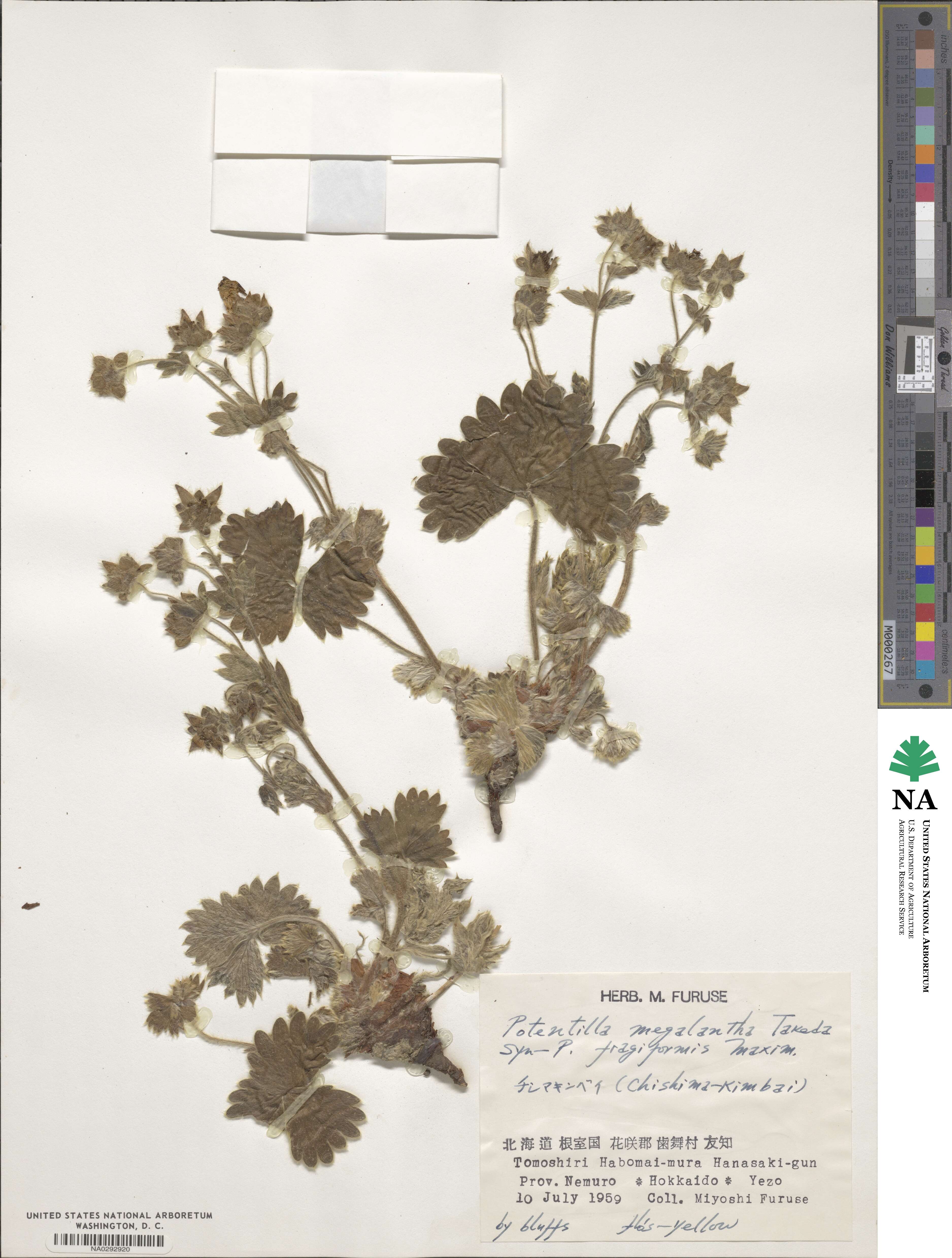 Potentilla megalantha image