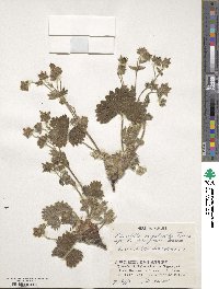 Potentilla megalantha image