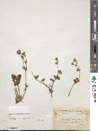 Potentilla monanthes image