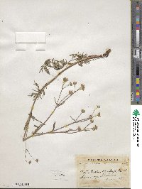 Potentilla multifida image