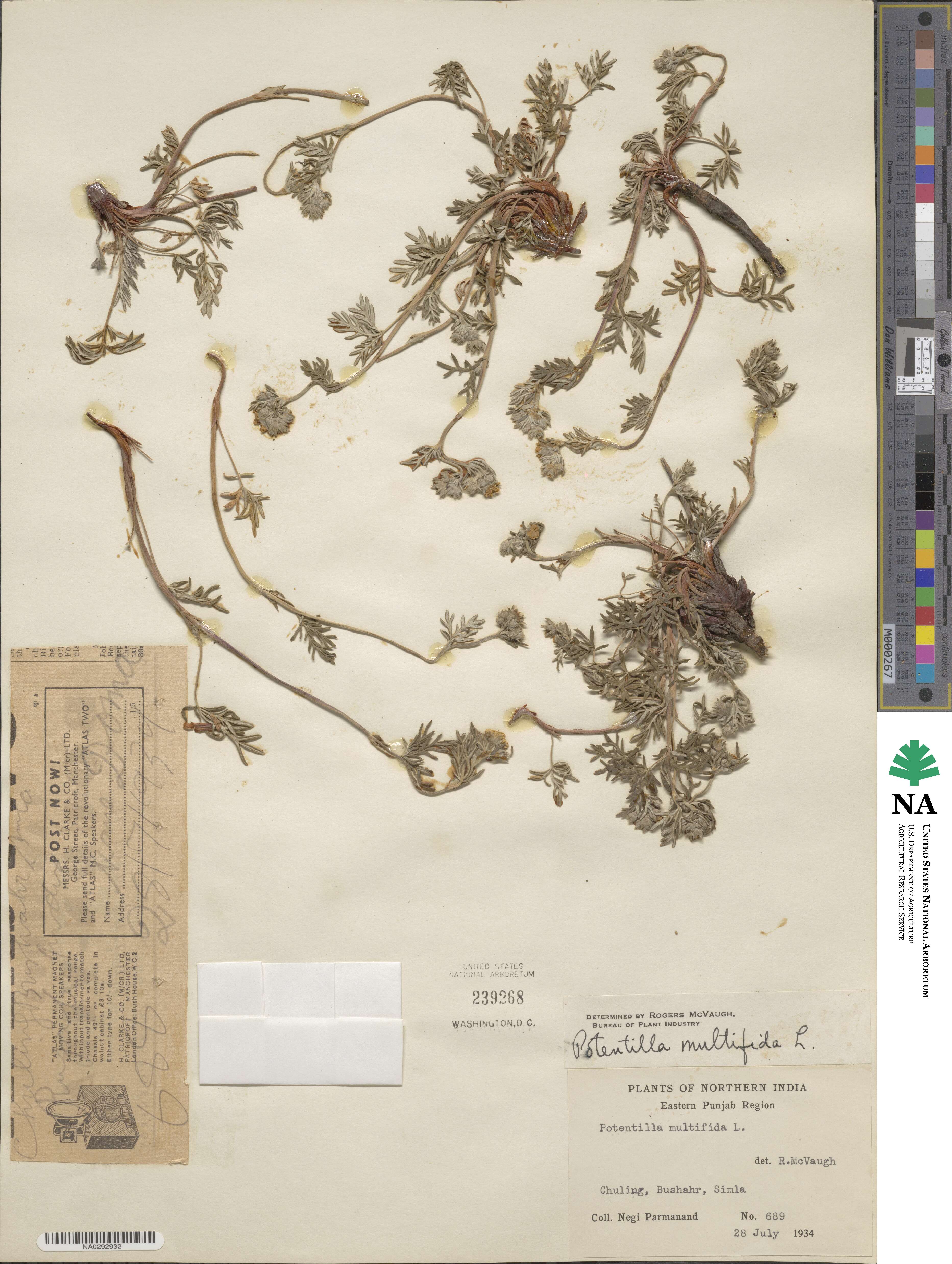 Potentilla multifida image