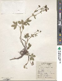 Potentilla nepalensis image