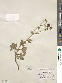 Potentilla nepalensis image