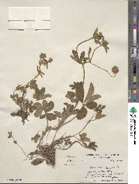 Potentilla nepalensis image