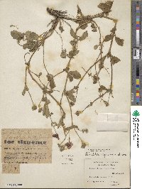 Potentilla nepalensis image