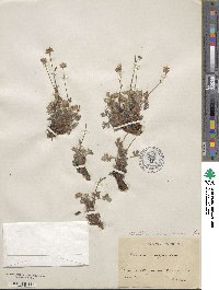 Potentilla nivea image