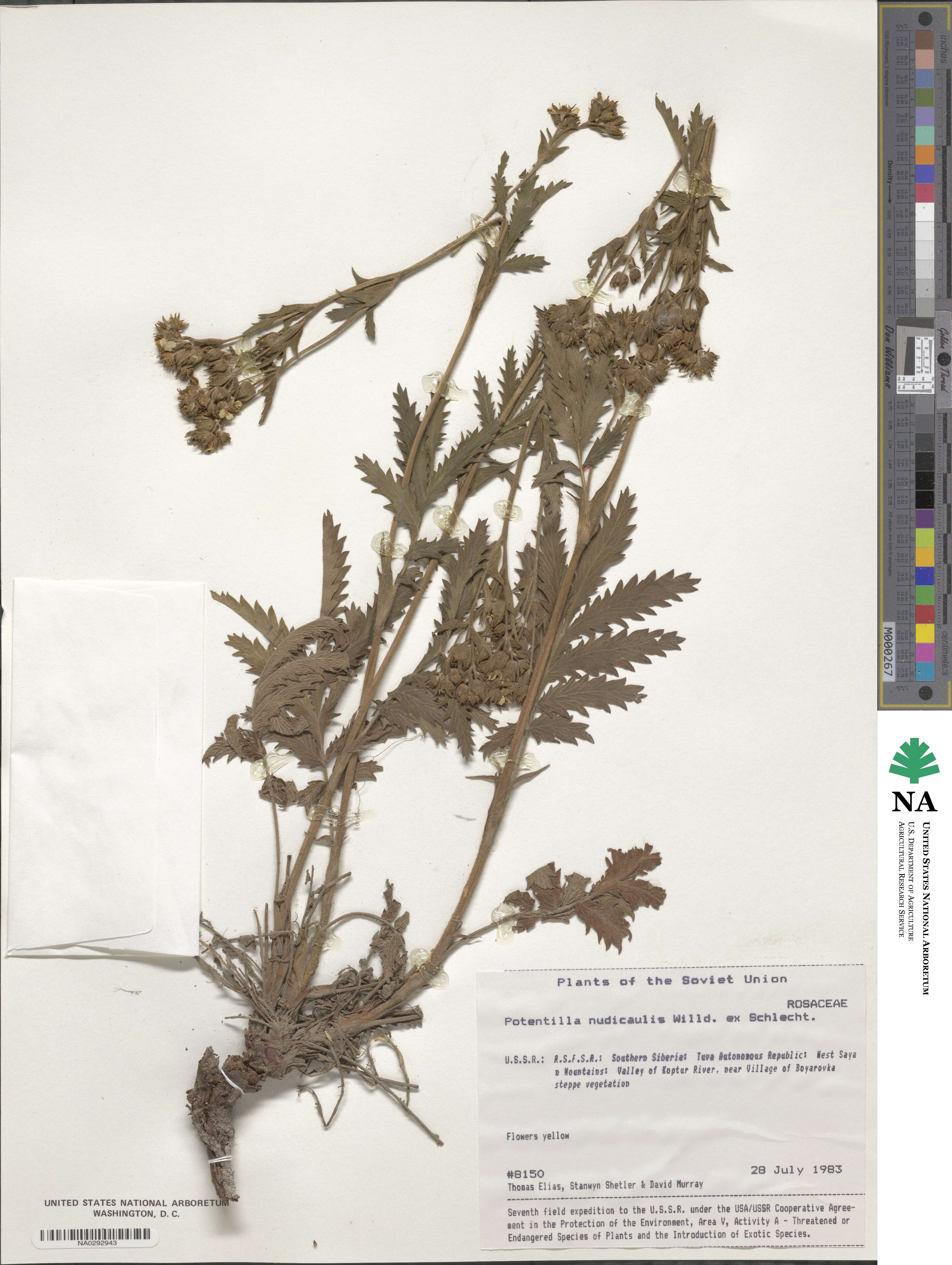 Potentilla nudicaulis image