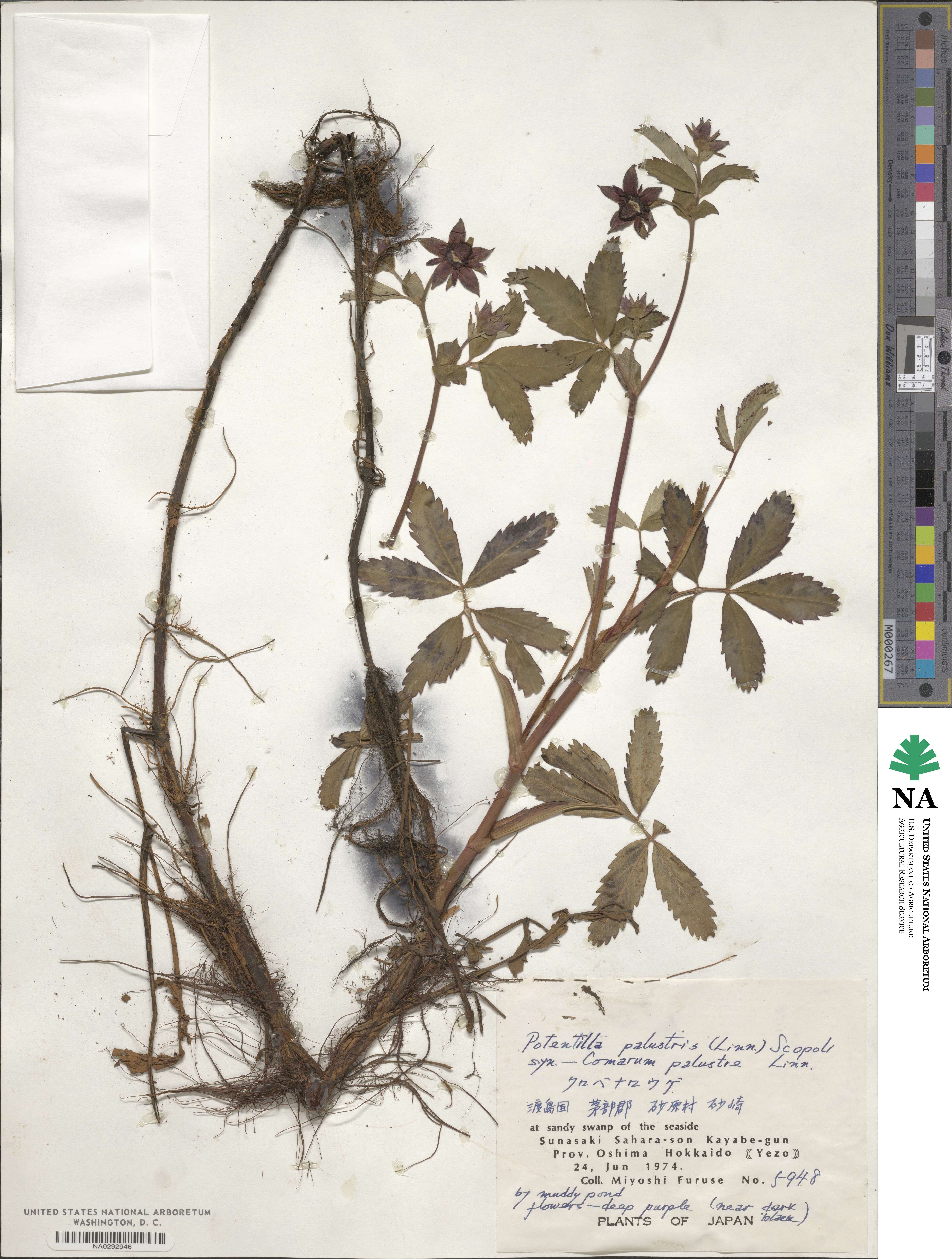 Comarum palustre image