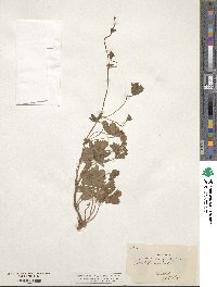 Potentilla reptans image