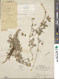 Potentilla reptans image