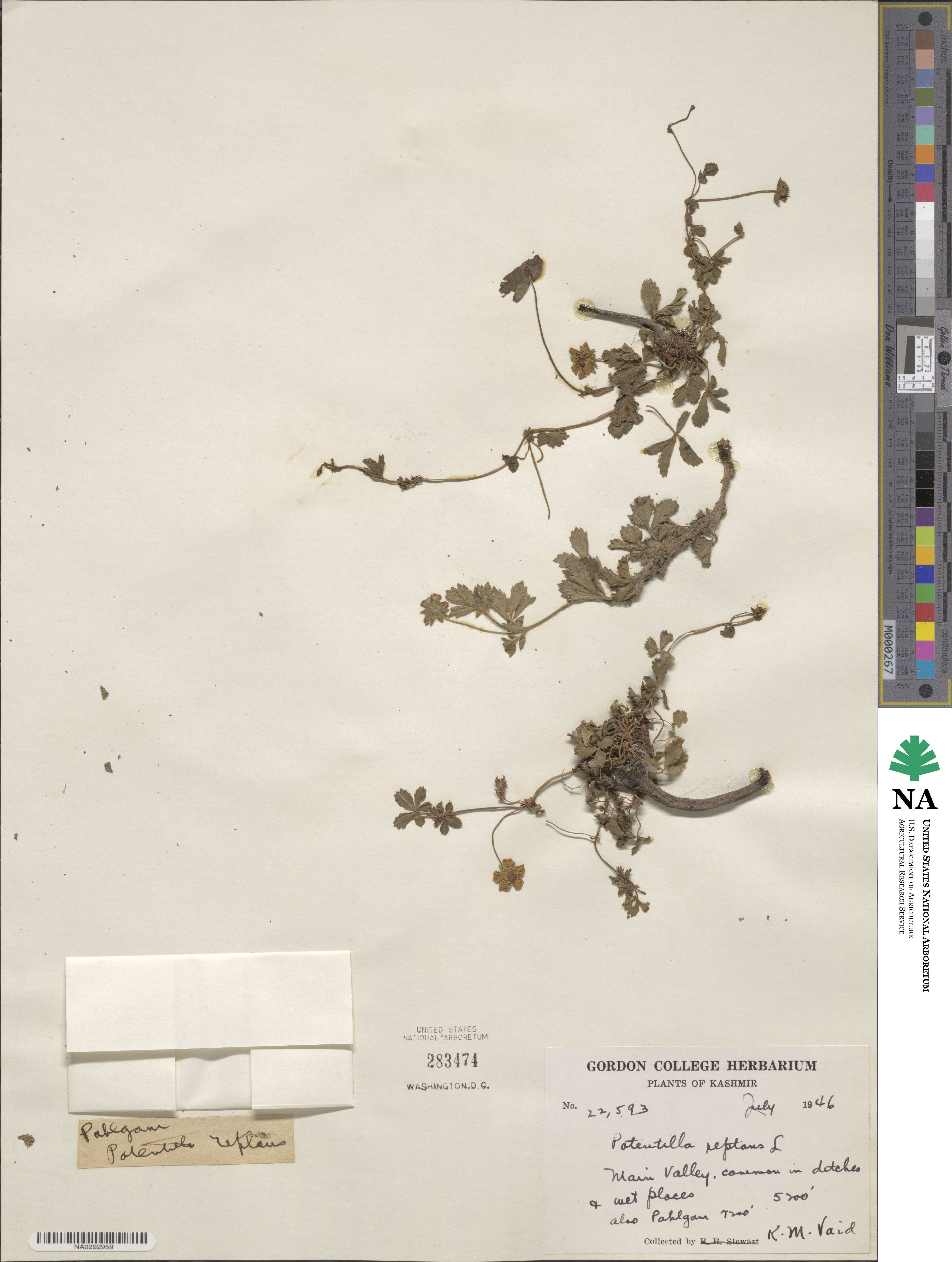 Potentilla reptans image