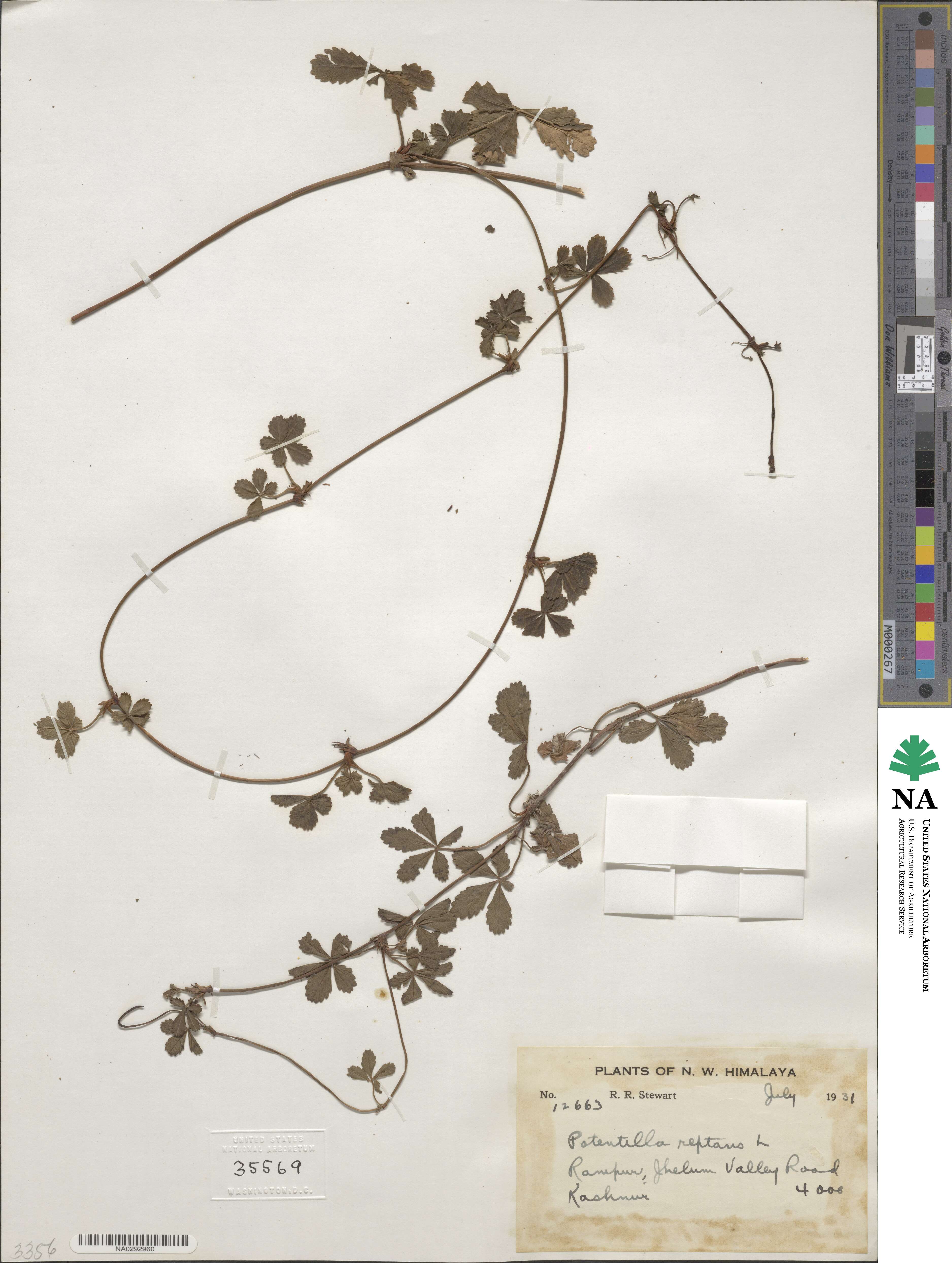 Potentilla reptans image