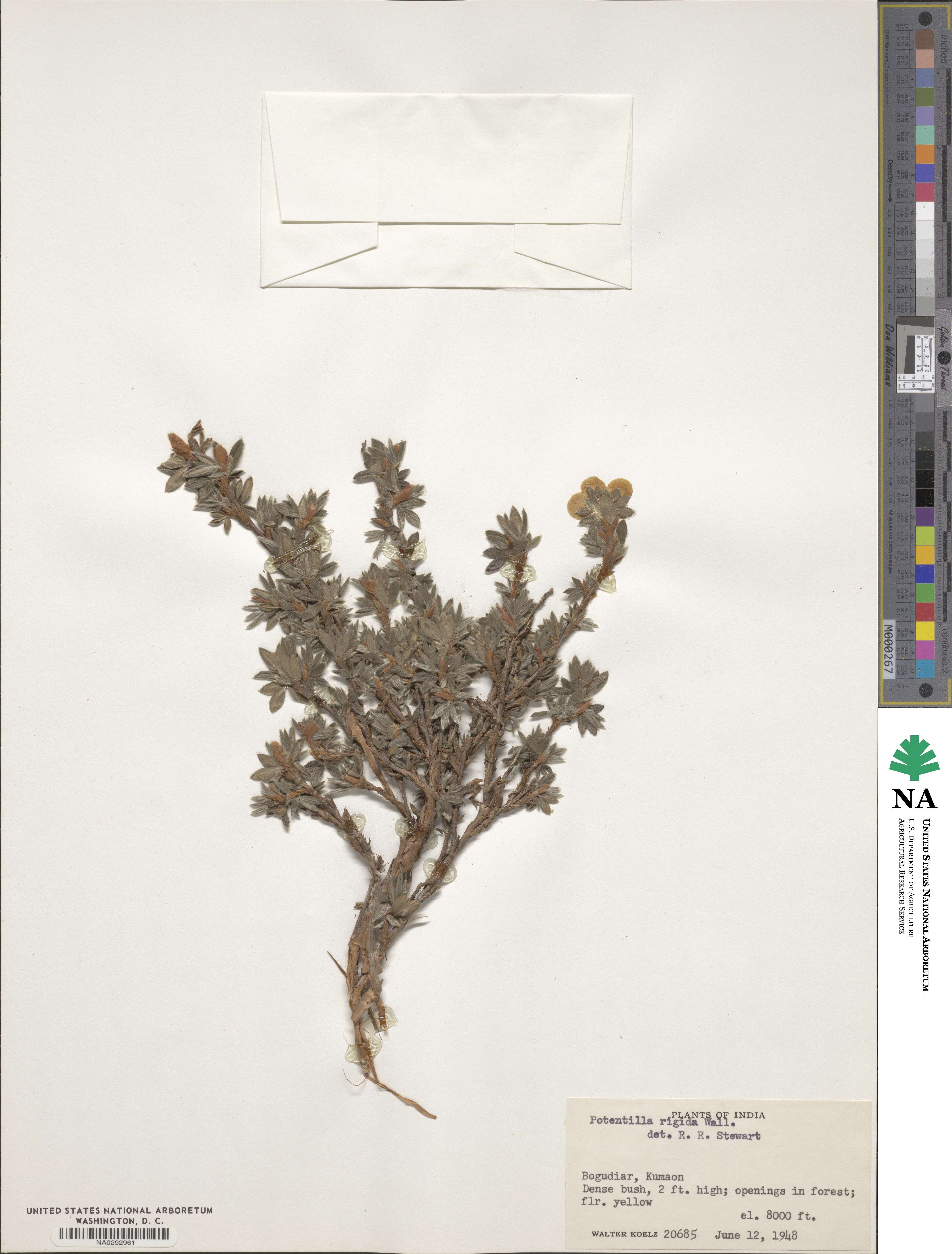 Potentilla rigida image
