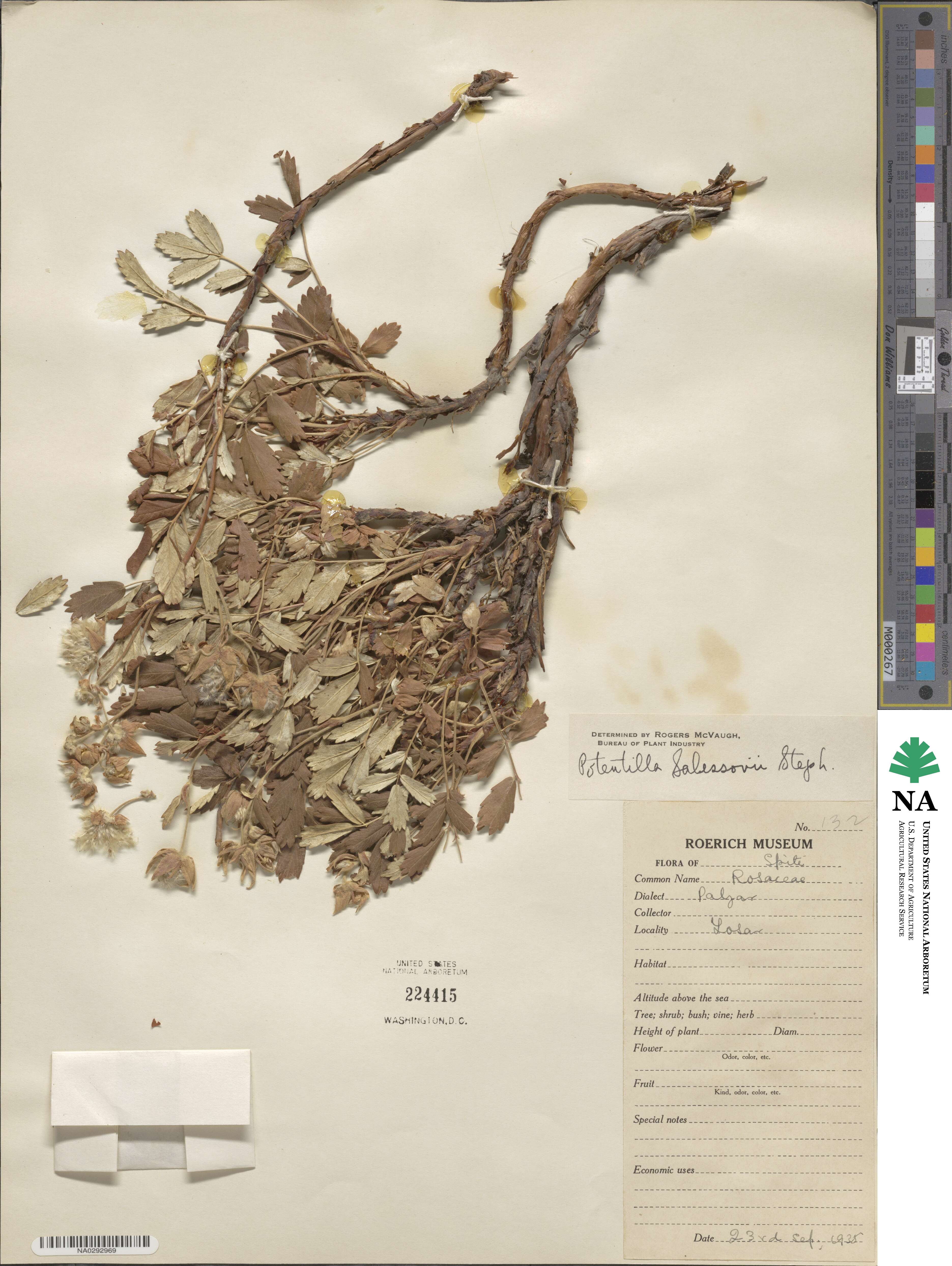 Farinopsis salesoviana image