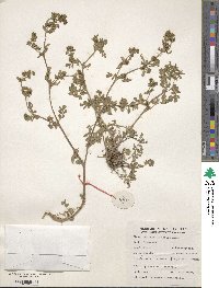 Potentilla supina image