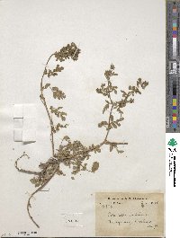 Potentilla supina image