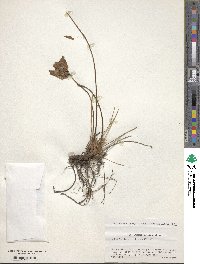 Potentilla togasii image