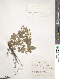 Potentilla togasii image