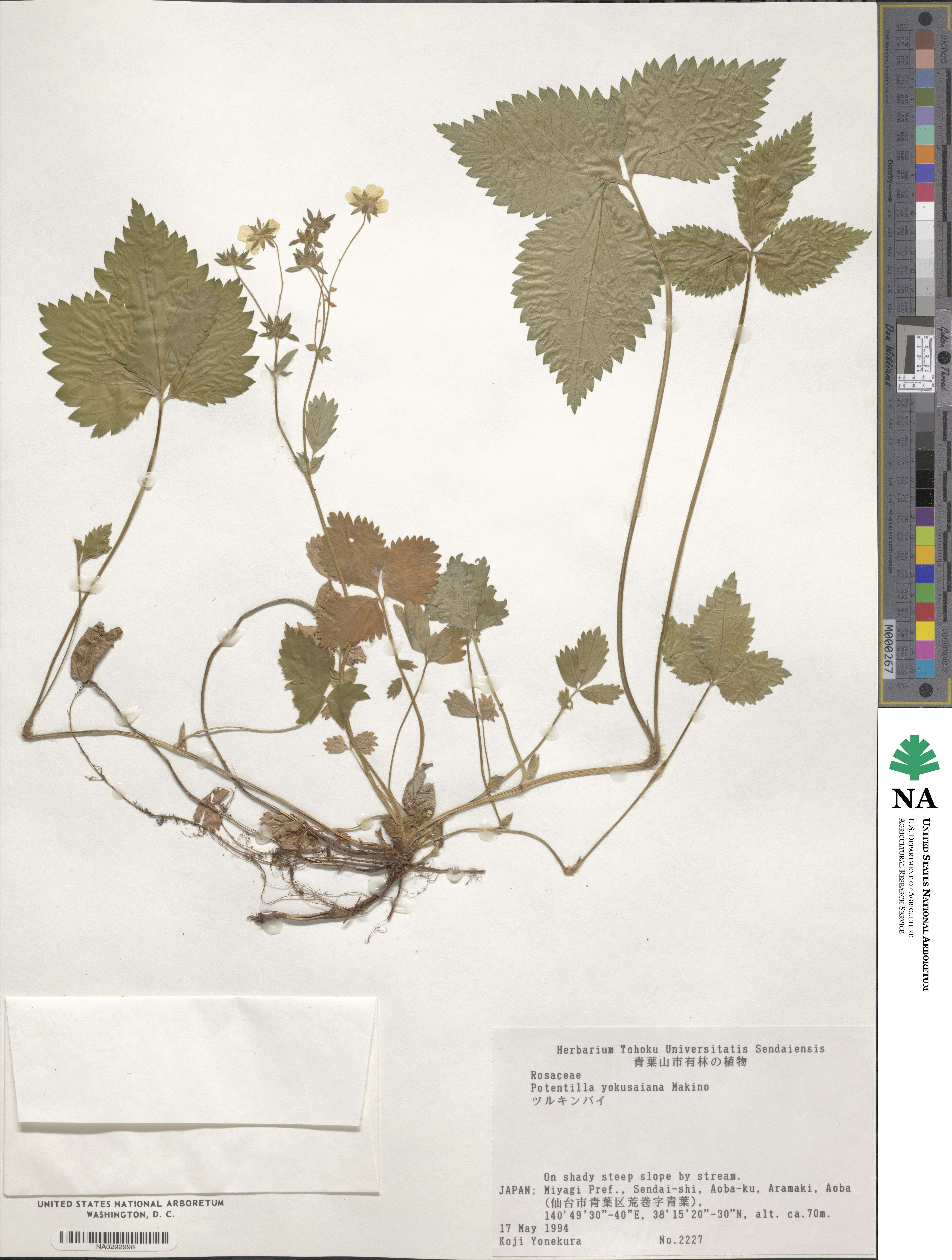 Potentilla rosulifera image