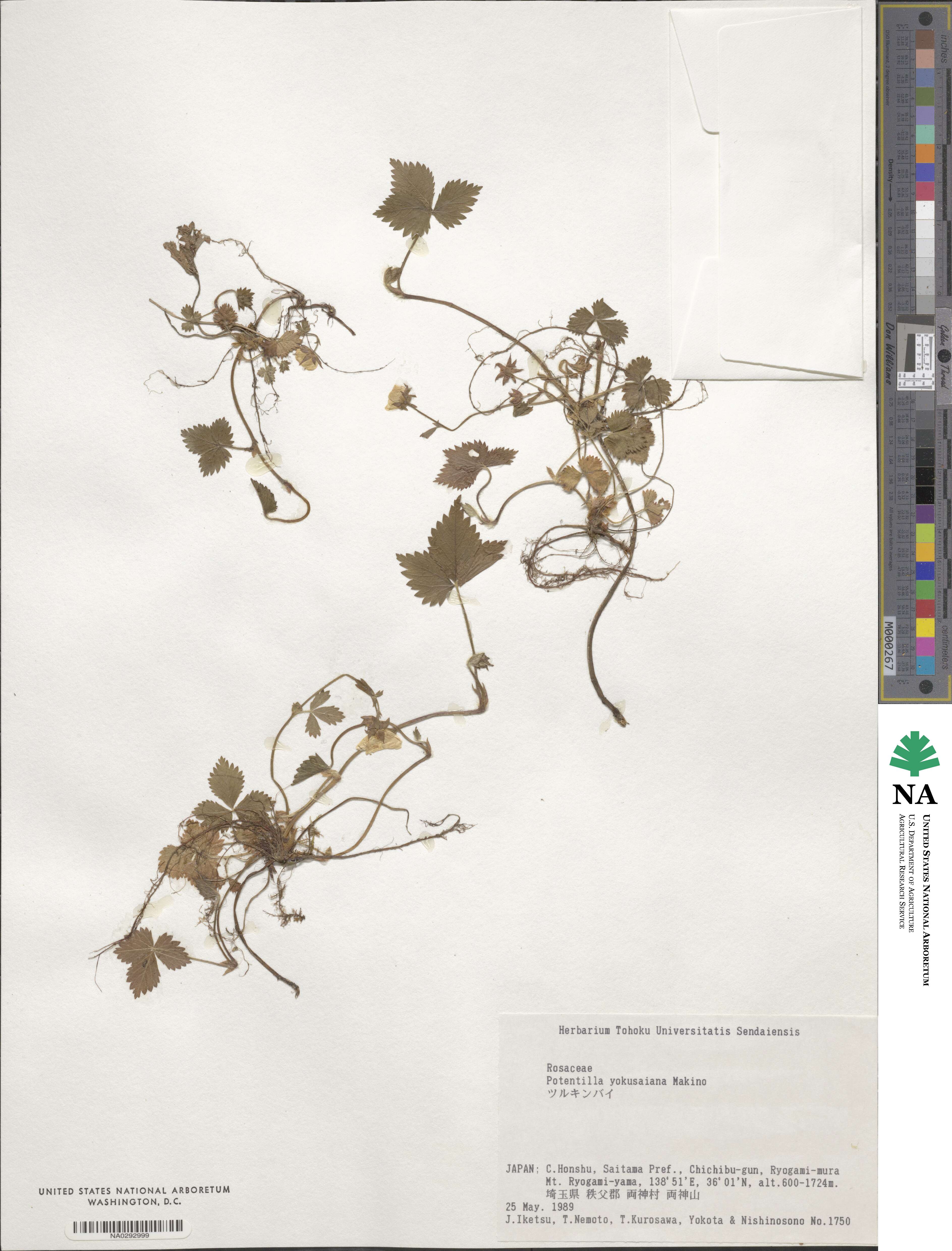 Potentilla rosulifera image