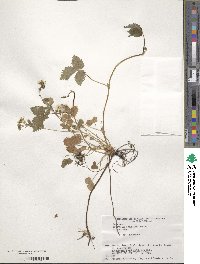 Potentilla rosulifera image