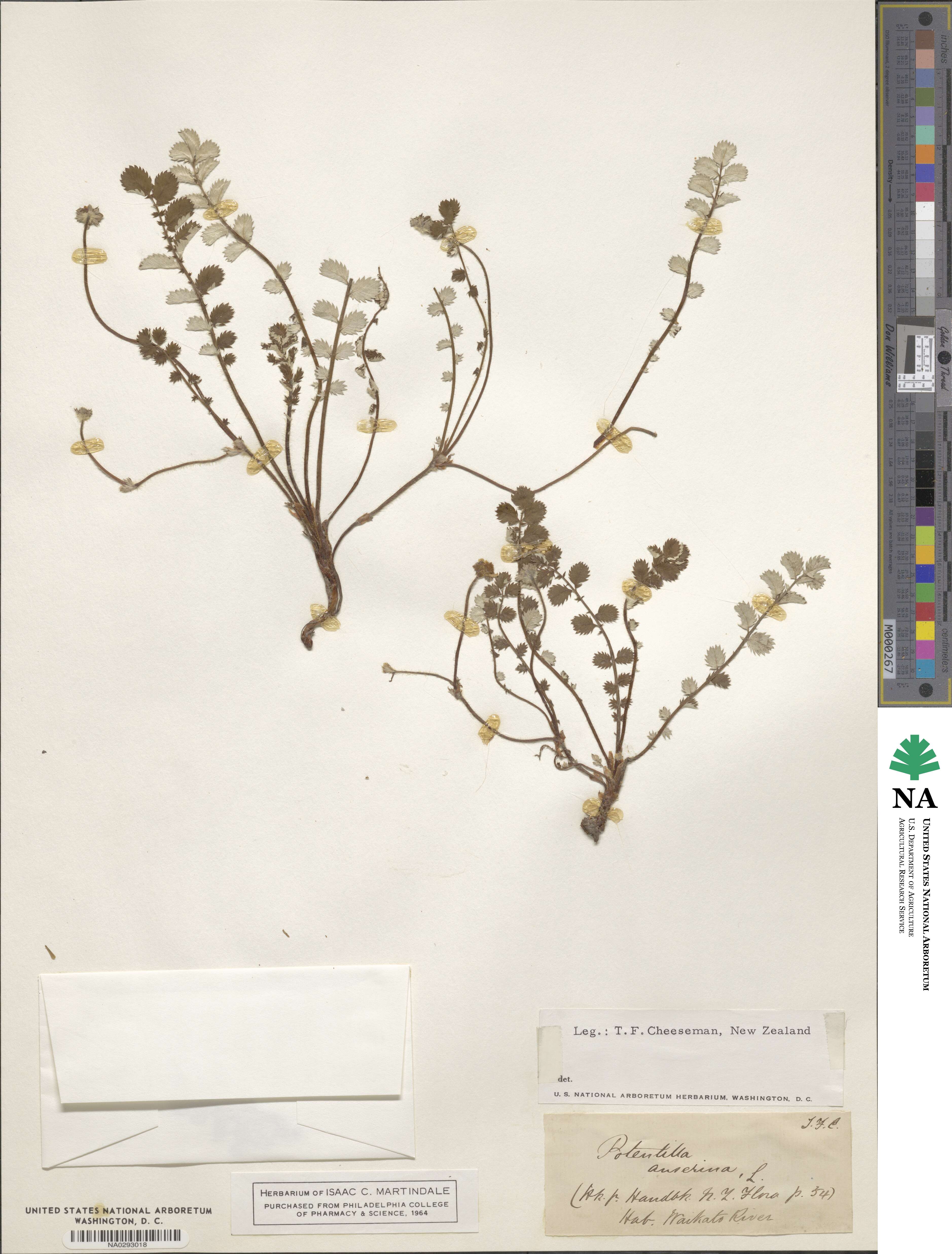 Argentina anserina subsp. anserina image