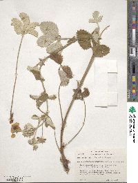 Potentilla argyrophylla image