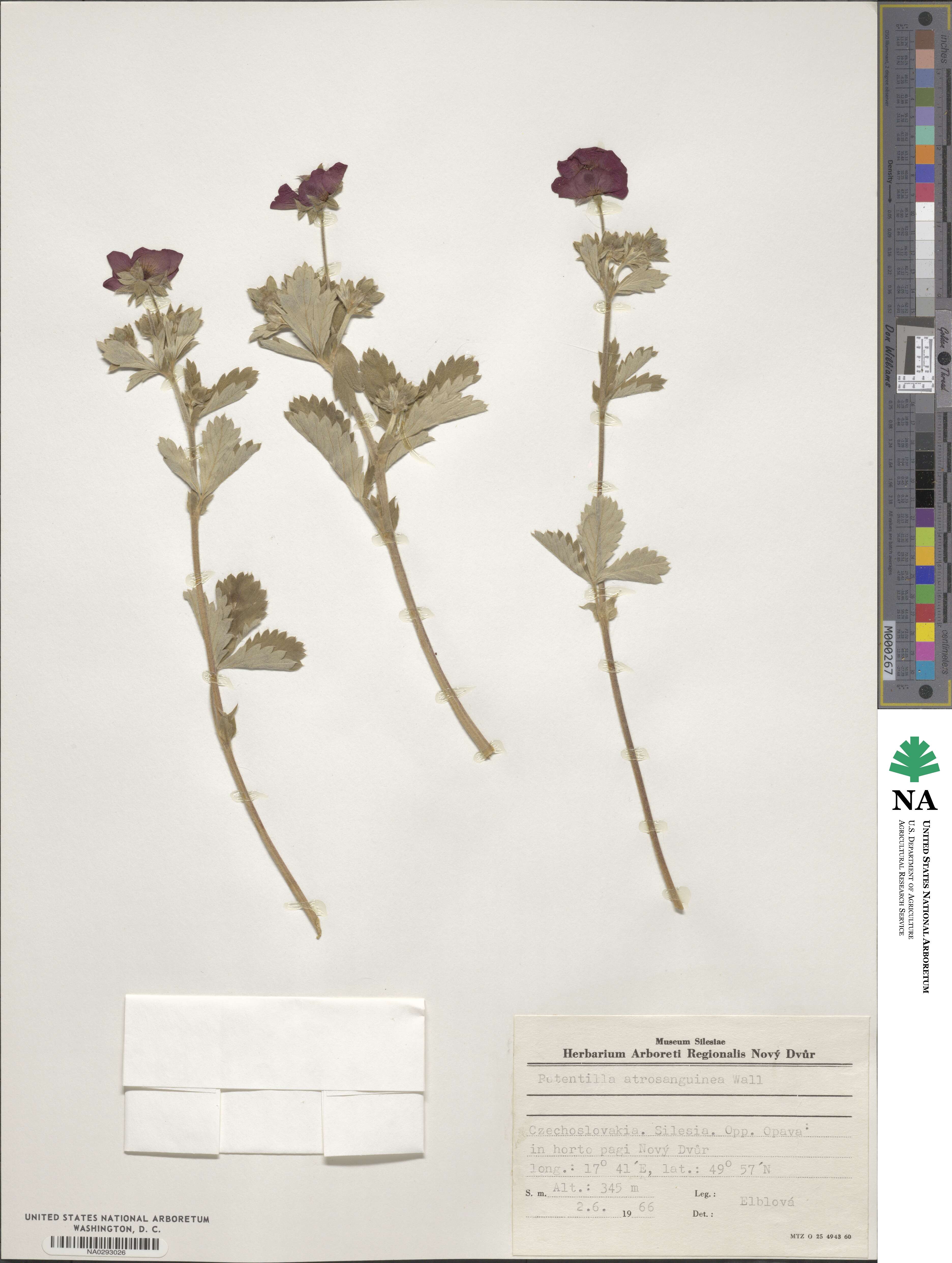 Potentilla argyrophylla var. atrosanguinea image