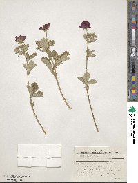 Potentilla argyrophylla var. atrosanguinea image