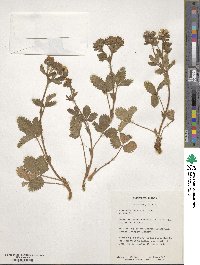 Image of Potentilla buccoana