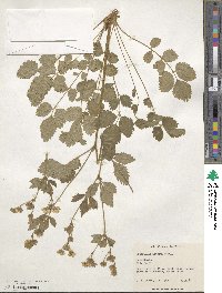 Potentilla dombeyi image