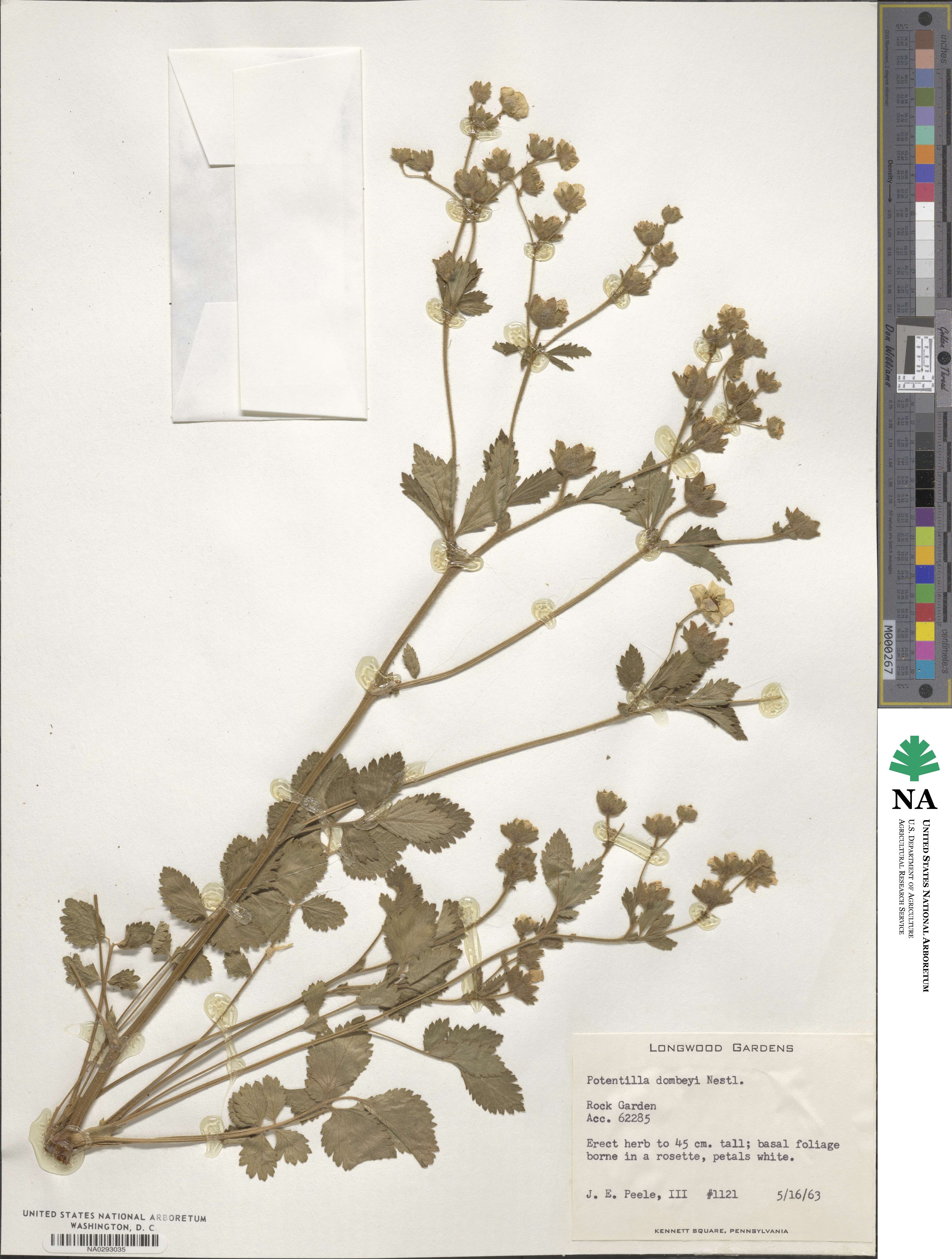 Potentilla dombeyi image