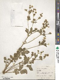 Potentilla dombeyi image