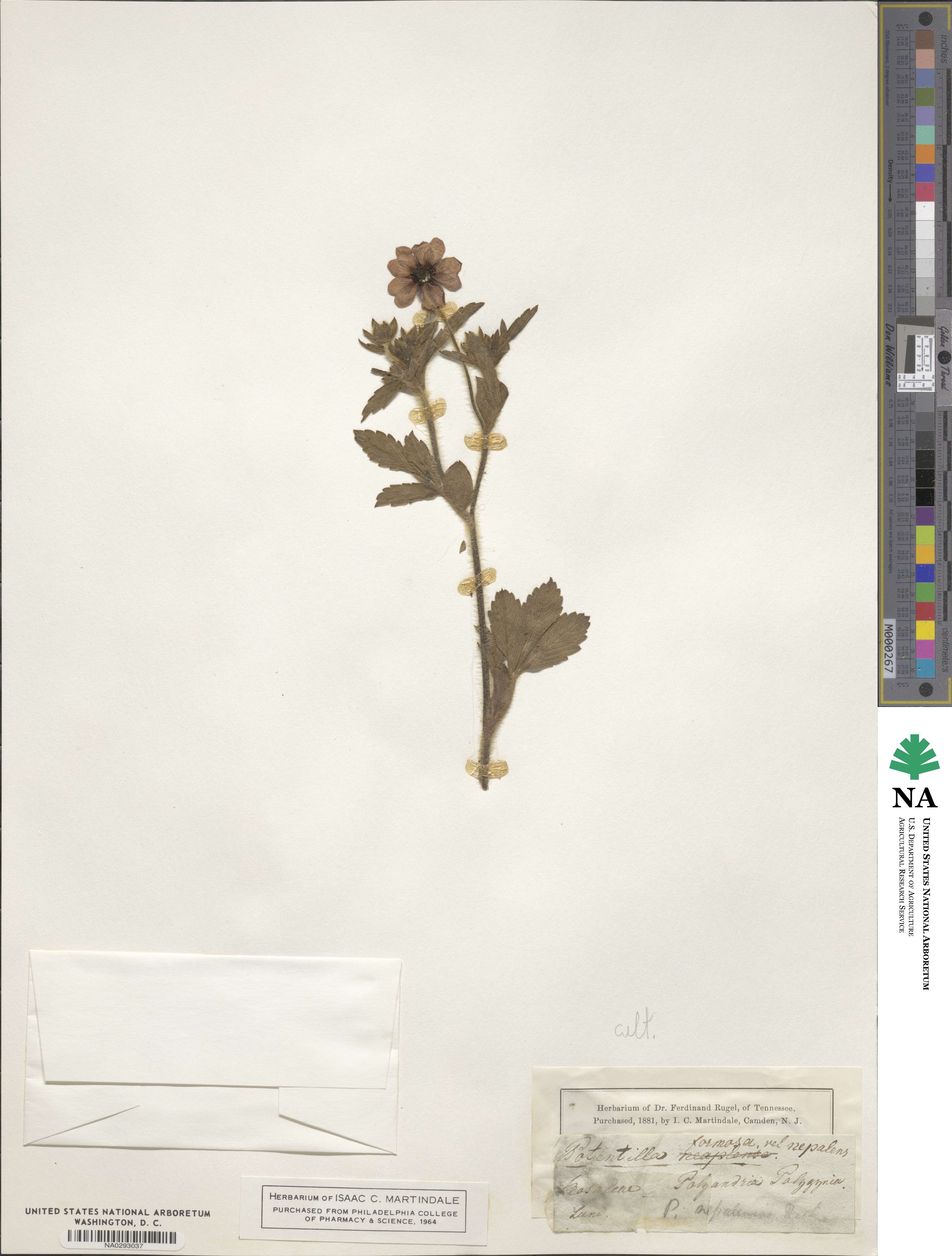 Potentilla nepalensis image