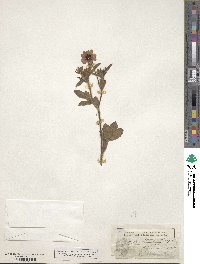 Potentilla nepalensis image