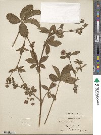 Potentilla nepalensis image