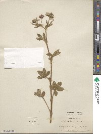 Potentilla nepalensis image