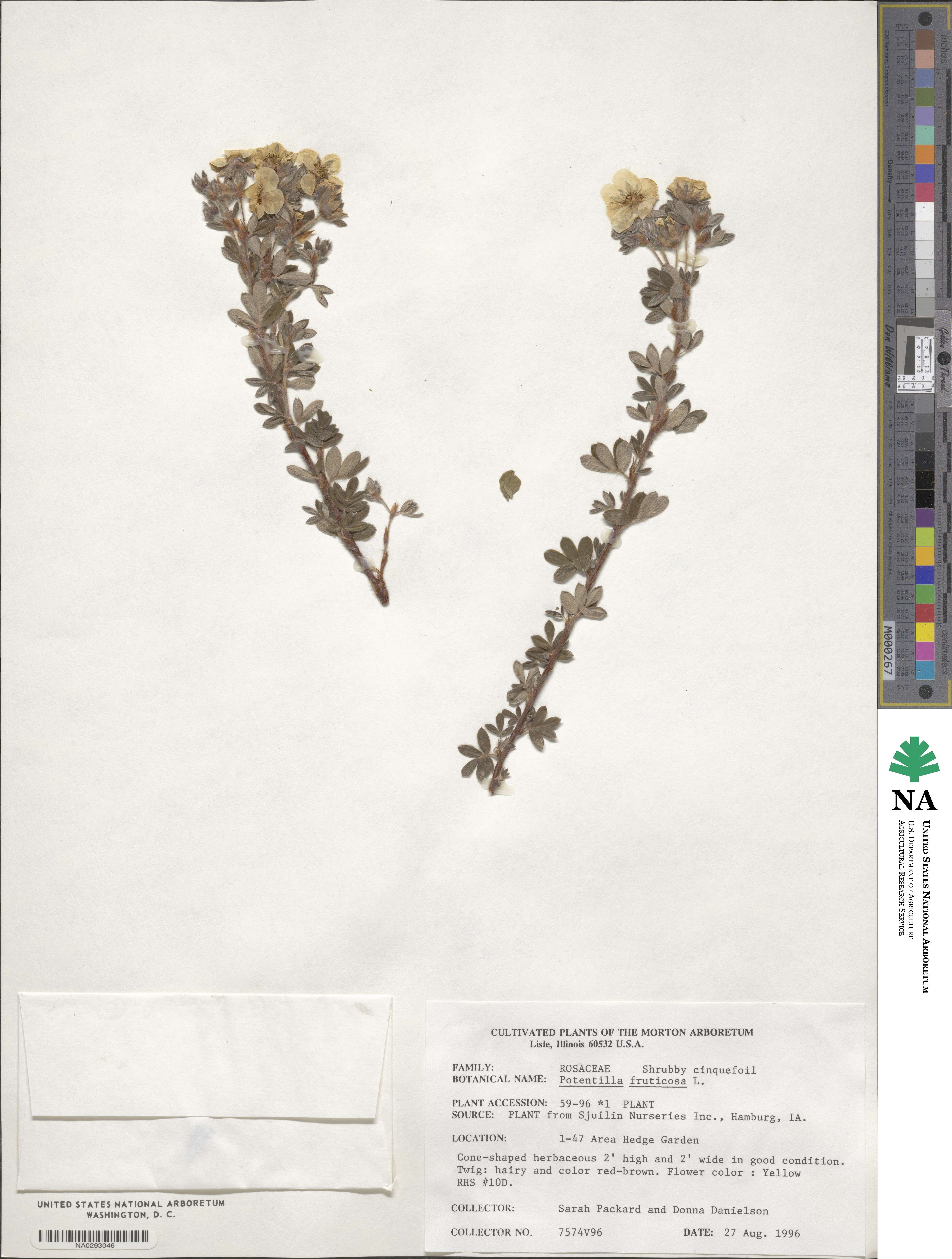 Dasiphora fruticosa image