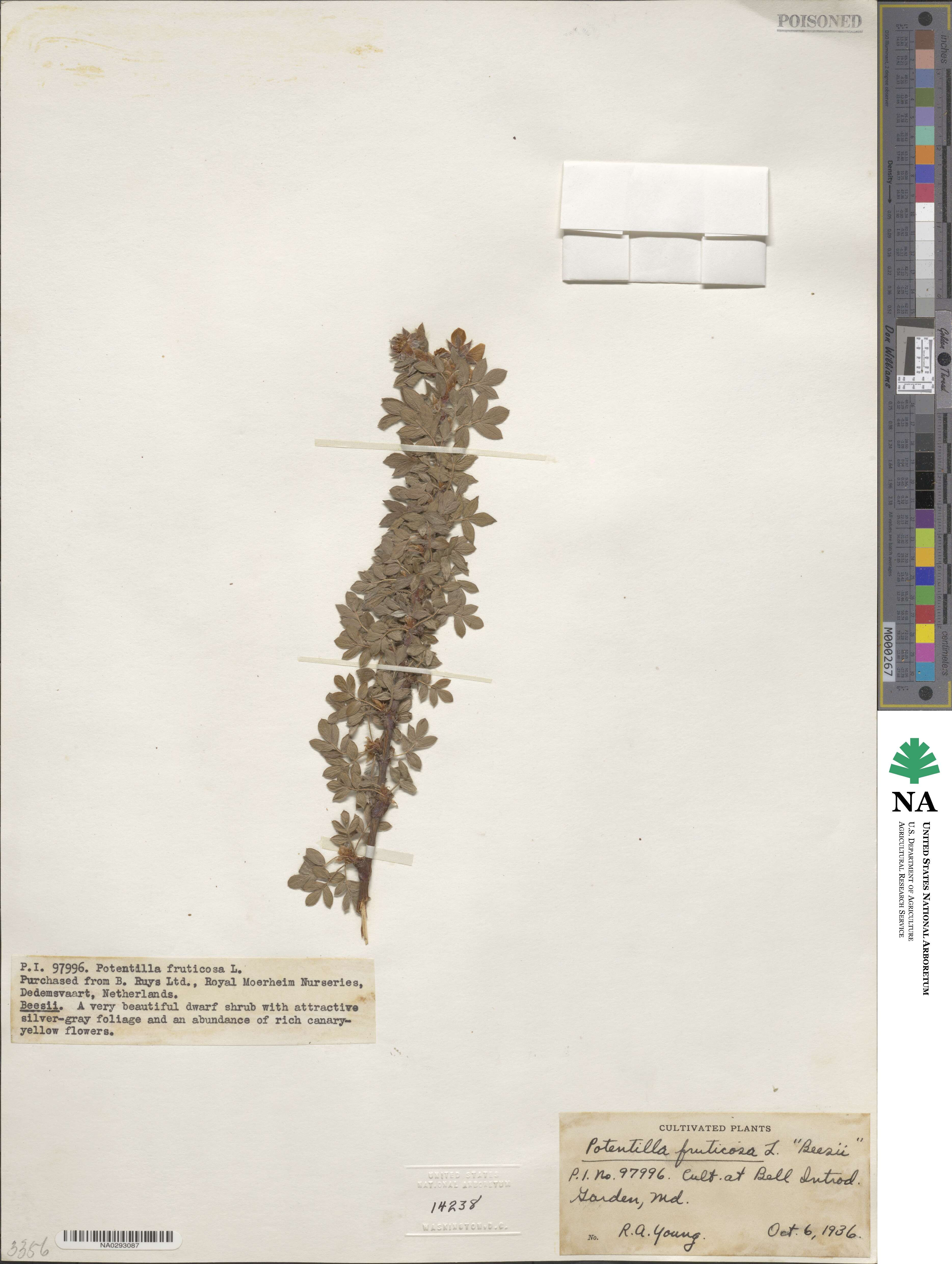 Dasiphora fruticosa image