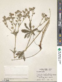 Potentilla gracilis image