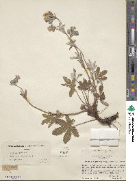 Potentilla gracilis image