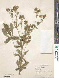 Potentilla grandiflora image