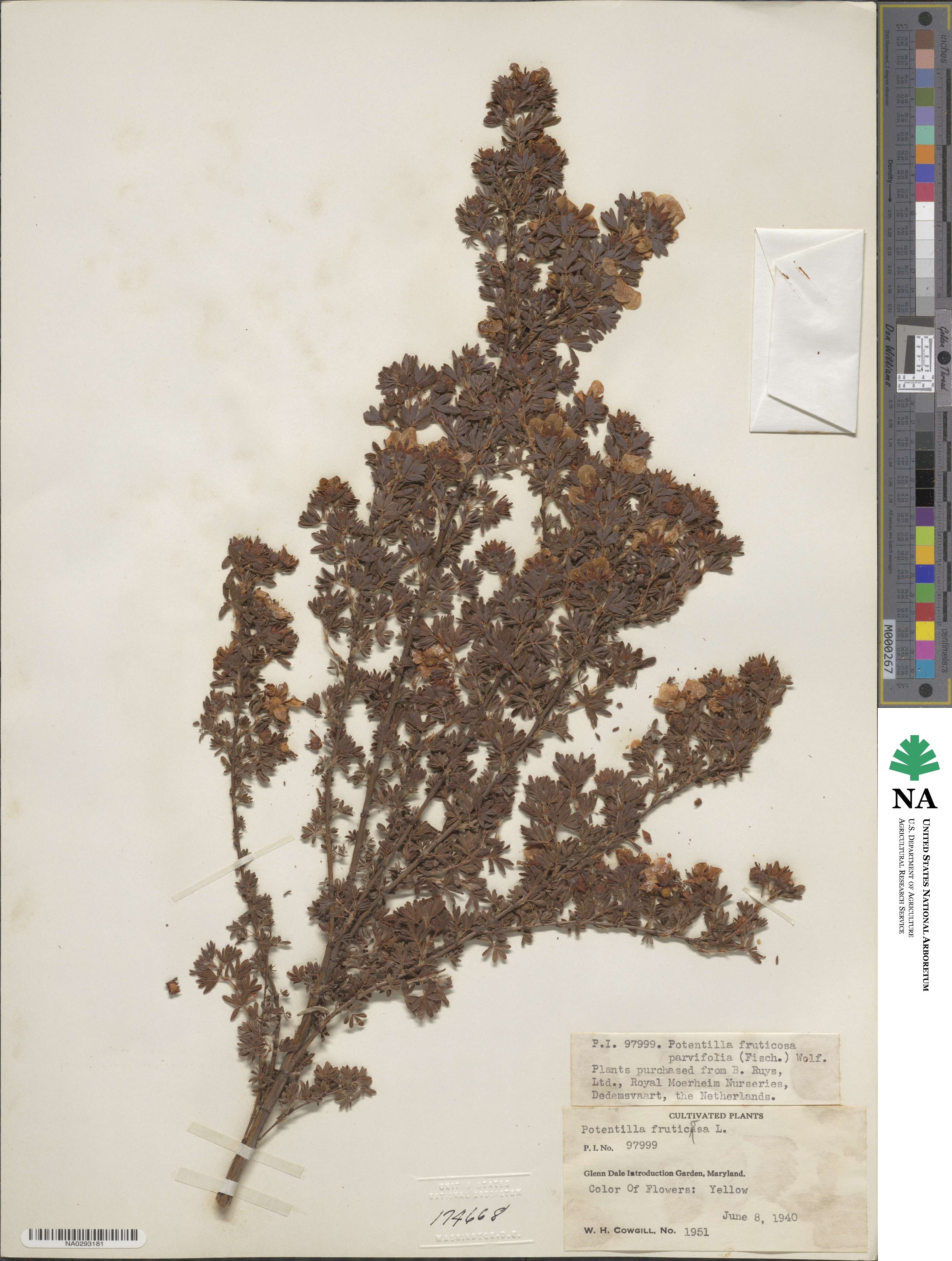 Dasiphora parvifolia image