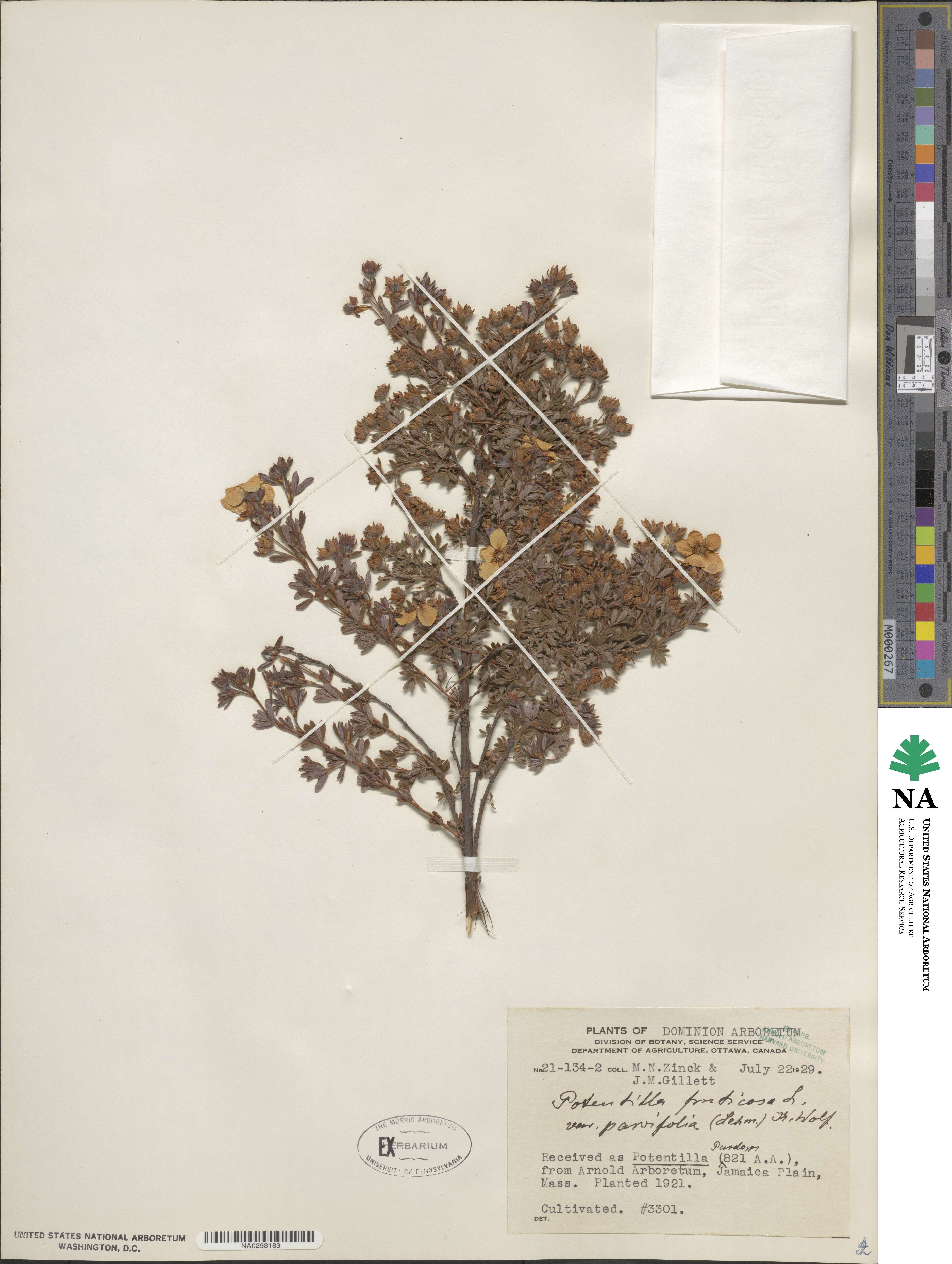 Dasiphora parvifolia image